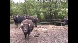 Ukraine - Water buffalo farm / Ферма буйволов, Украина