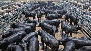 COMO se HACE la CARNE de RES más CARA del MUNDO