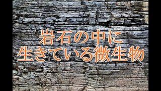 岩石の中に生きている微生物