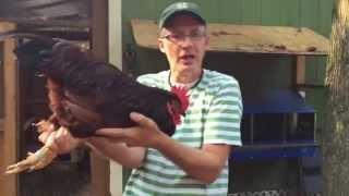 A Quick Overview of the Rhode Island Red Chicken! The real one.