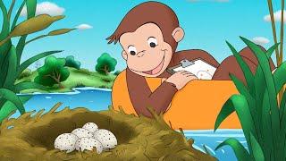 George Finds a Mysterious Egg  Curious George  Kids Cartoon  Kids Movies