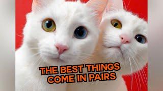 The Best Things Come In Pairs! ️ #compilation | PAWSOME PETS