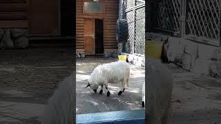 Ленинградский зоопарк В мире животных #shorts Крупные питомцы