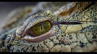 "Reptiles Revealed: A Closer Look into the World of Scaled Wonders"