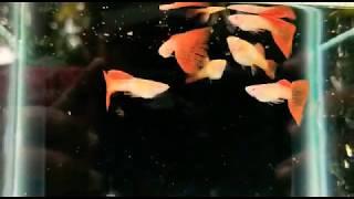 Albino blonde red lace hd guppy 