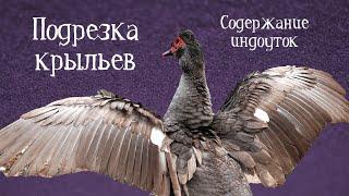 КАК ПОДРЕЗАТЬ ИНДОУТКЕ КРЫЛЬЯ - все про подрезку крыльев мускусных уток