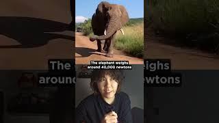 Which hurts more: elephant or high heel?