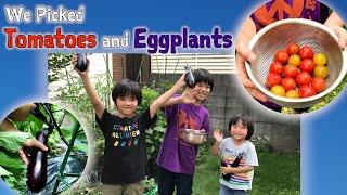 We Picked Tomatoes and Eggplants