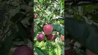 tasty and juicy delicious Apple Variety Pinjura Shopian 