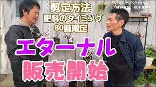 大人気のバラ　エターナル　紹介　販売開始　生産者も同席　剪定方法　購入後の　肥料のタイミング　ポイント　香り　薔薇【おうちでガーデニング】開花園チャンネル