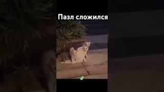 Как вам картина?#кот #коты #котик #котики #котята #котенок #мило #милота #семья #cat #cats #cute