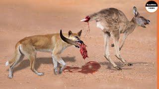 Dingo Dogs Rip a Kangaroo Who Fled Alone