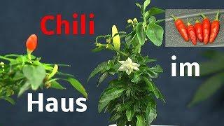 Chili im Haus kultivieren
