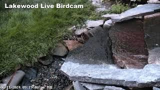 Live Bird Fountain Camera - Lakewood, Ohio