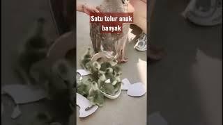 bisa di pelihara nich bebek jenis ini