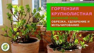 ГОРТЕНЗИЯ КРУПНОЛИСТНАЯ - весенний уход//Обрезка, удобрение, мульчирование