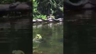 They ran into the biggest snake of all-time 