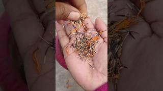 How To Grow MARIGOLD From SEEDS#marigold #shorts