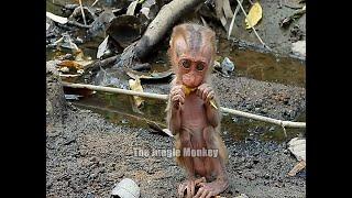 Hungry, the poor baby monkey came to the water to eat the ripe mangoes here.