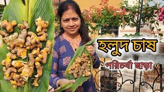 গ্রো ব্যাগের ভেতরে হলুদ চাষ করুন ঠিক এইভাবে। Turmeric Harvesting। Greeny Pots।