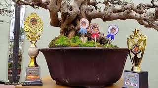 Pameran Bonsai Jepara 2021 - DOMINASI BONSAI LEGUNDI Tidak Mau Kalah dengan Bonsai Sancang