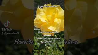 Цветы. Мечта. Красота. #цветы #цитаты #жизньсовкусомсчастья #красота #мечта #розы #love #наслаждение