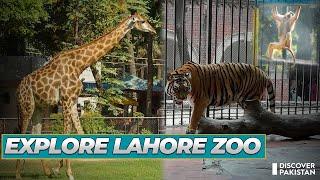 Lahore Zoo Complete Tour | Lahore Zoo Video 2022 | Zoo Animals