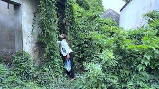 Unexpectedly, the director's wife left the city to return to the old house overgrown with grass