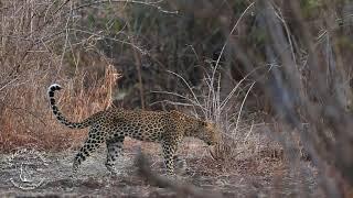 Shenton Safaris: Leopard mum searches for her cub