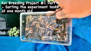 Koi Breeding Project #1 Part 6 - Sorting the experiment tanks at one month old #koi #koibreeder