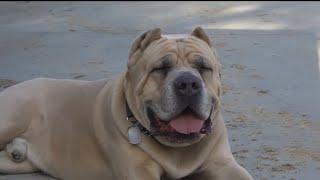 A day with my Cane Corso. Raw feeding, herding Chickens, dog training tips