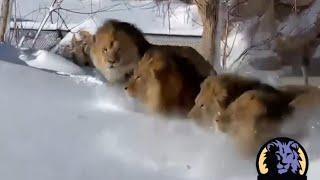 Lions frolic in the snow at the Denver Zoo