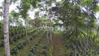 flying through a shade grown organic coffee plantation in ecuador nbcinjhte