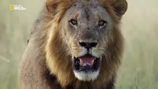 Nat Geo Wild Хищники Африки  молодая кровь Ужасные Львы цари зверей на охоте в Саванне! Animalplanet