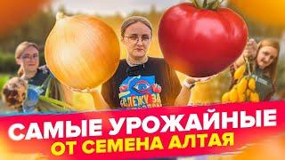 УРОЖАЙНЫЕ СОРТА ОТ СЕМЕНА АЛТАЯ!