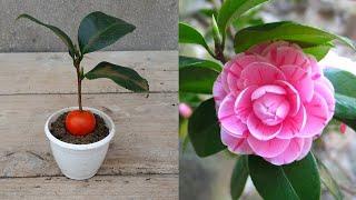 How to grow camellia plant from cuttings at home | Camellia plant care