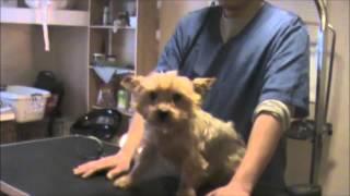 Grooming an Aggressive Yorkie (Yorkshire Terrier): Part 1