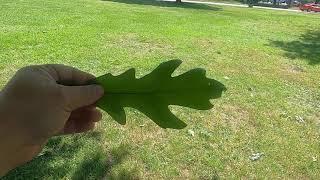 Quercus lyrata