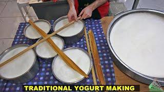 How to Make Thick and Creamy Natural Yogurt? Cream Removal and Fermenting 40 Kg Milk