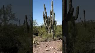 Jeep Rally Adventure in Tucson, AZ: Exploring Saguaro Cacti, Blooms & Wildlife! #tucson  #jeep