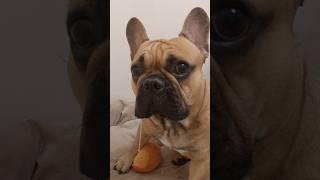 Слезы рта #бульдогмарсельвнуколигарха #французскийбульдог #frenchbulldog #собака #слюниубульдога