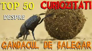 TOP 50 CURIOZITATI DESPRE GANDACUL DE BALEGAR (SCARABEU)