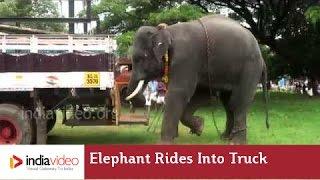 Elephant Rides In The Truck | India Video