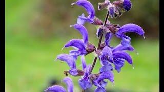 Meadow Clary reintroduction in Monmouthshire