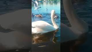  MUTE SWANPOCHARD DUCKMALLARD DUCKS#tranquility#beautiful#zenFULL video IN sitesubscribe