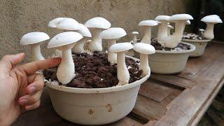 Unbelievable - Here's How to Grow Mushrooms in a Bowl at Home