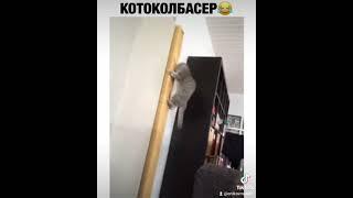 котоколбасер