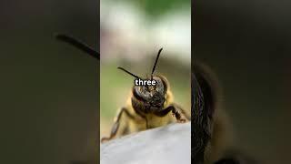 Deep Dive: 5 Mind Blowing Bee Facts! #facts #bee #science #nature #jungle #viral #viralvideo