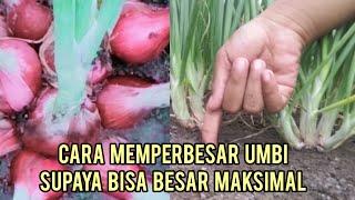 CARA MENSUPPORT UMBI BAWANG MERAH SUPAYA BISA BESAR MAKSIMAL