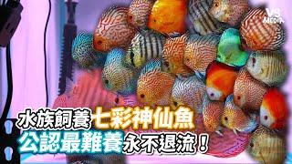 水族飼養七彩神仙魚公認最難養永不退流！《VS MEDIA》